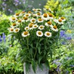 ECHINACEA WHITE MEDITATION