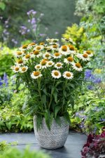 ECHINACEA WHITE MEDITATION