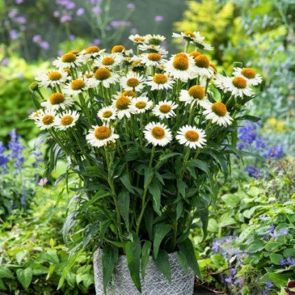 ECHINACEA WHITE MEDITATION