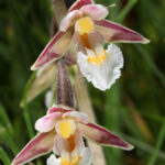 EPIPACTIS PALUSTRIS