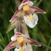 EPIPACTIS PALUSTRIS