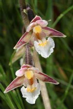 EPIPACTIS PALUSTRIS