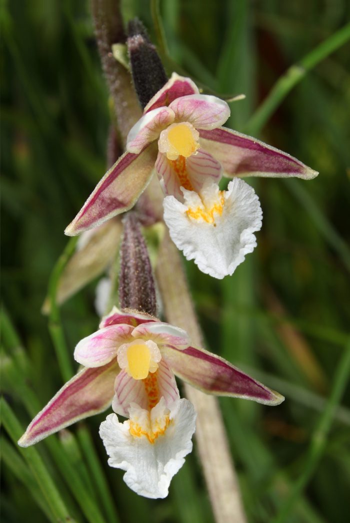 EPIPACTIS PALUSTRIS