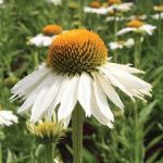 Echinacea 'Meditation White'