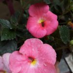 Achimenes Erlkonig