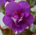 Achimenes Fluffy Wambler