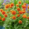 GEUM ORANGE PUMPKIN
