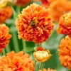 GEUM ORANGE PUMPKIN