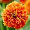GEUM ORANGE PUMPKIN