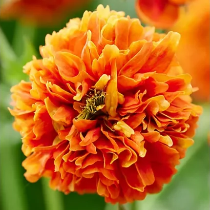 GEUM ORANGE PUMPKIN