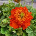 GEUM ORANGE PUMPKIN