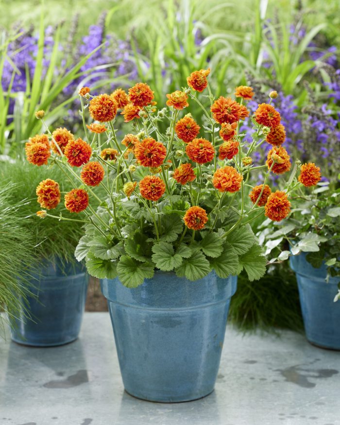 GEUM ORANGE PUMPKIN -livrarea din martie - imagine 3