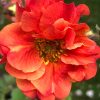 GEUM SCARLET TEMPEST
