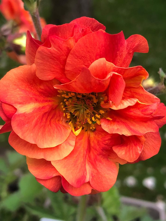 GEUM SCARLET TEMPEST