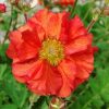 GEUM SCARLET TEMPEST