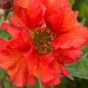 GEUM SCARLET TEMPEST