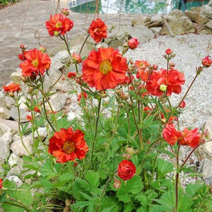 GEUM SCARLET TEMPEST
