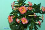 Achimenes Golden Buck - imagine 2