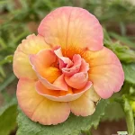 Achimenes Golden Buck