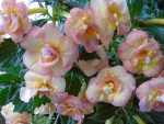 Achimenes Golden Titan