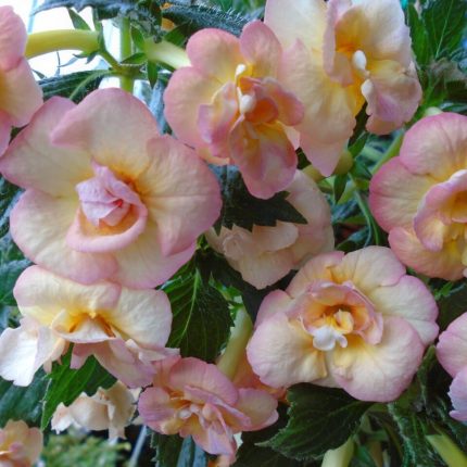 Achimenes Golden Titan