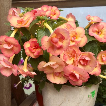 Achimenes Golden Titan