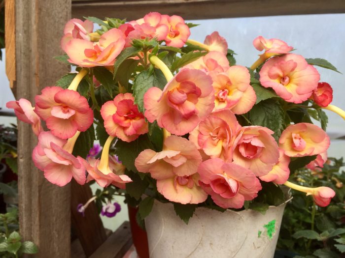 Achimenes Golden Titan