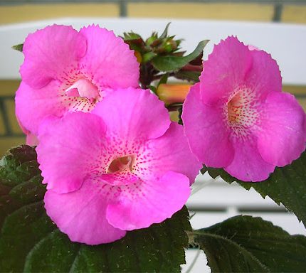 Achimenes Grace Nelson