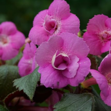 Achimenes Grace Nelson