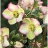 HELLEBORUS FROSTED ROSES ICE N ROSES