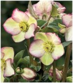 HELLEBORUS FROSTED ROSES ICE N ROSES