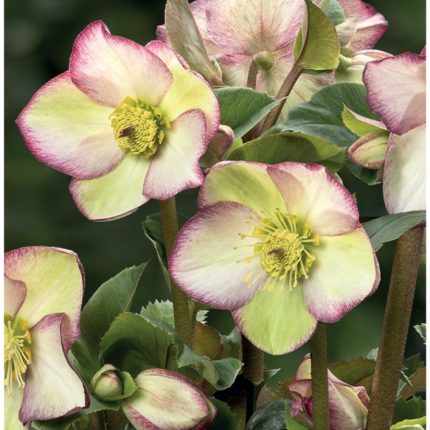 HELLEBORUS FROSTED ROSES ICE N ROSES