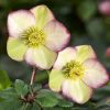 HELLEBORUS FROSTED ROSES ICE N ROSES