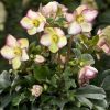 HELLEBORUS FROSTED ROSES ICE N ROSES