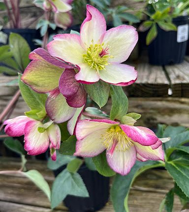 HELLEBORUS PICOTEE ICE N ROSES