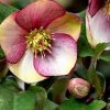 HELLEBORUS ROSADO ICE N ROSES