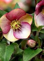 HELLEBORUS ROSADO ICE N ROSES