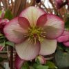 HELLEBORUS ROSADO ICE N ROSES