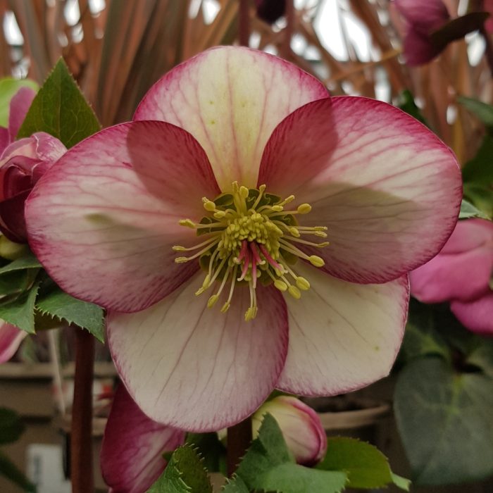 HELLEBORUS ROSADO ICE N ROSES