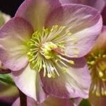 HELLEBORUS ROSETTA ICE N ROSES