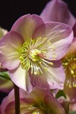 HELLEBORUS ROSETTA ICE N ROSES