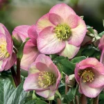 HELLEBORUS ROSETTA ICE N ROSES