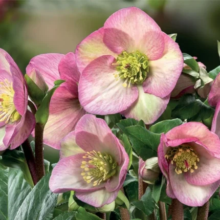 HELLEBORUS ROSETTA ICE N ROSES