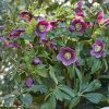 HELLEBORUS VALENTINA VIV