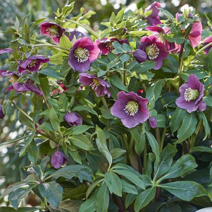 HELLEBORUS VALENTINA VIV