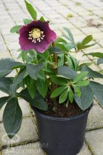 HELLEBORUS VALENTINA VIV