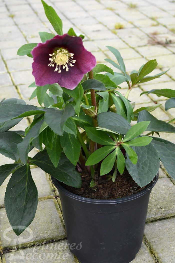 HELLEBORUS VALENTINA VIV