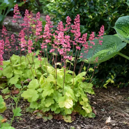 HEUCHERA FLOWER FOUNTAIN