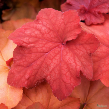 HEUCHERA ORANGE DREAM