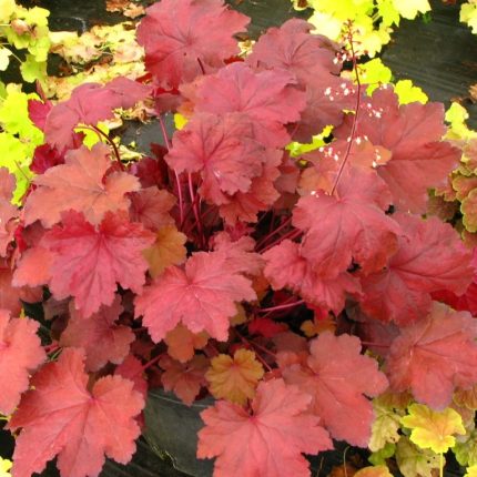 HEUCHERA ORANGE DREAM